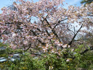 DSCF8580s