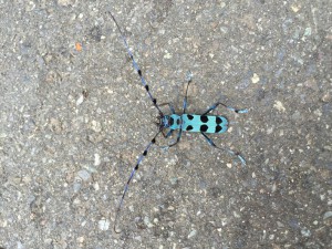 IMG_1923s