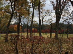 IMG_2239s