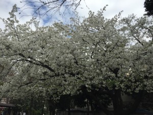 IMG_3219s