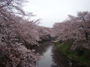 DSC00694s