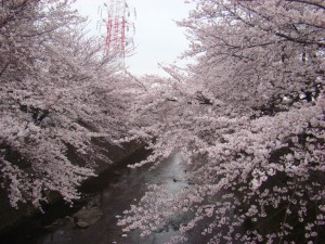 DSC00703s