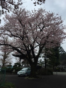 IMG_3267s
