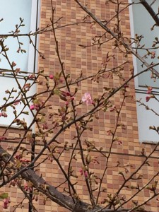 IMG_4553s