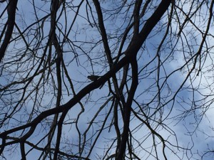 IMG_4556s