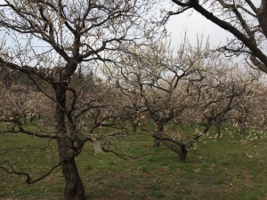 IMG_4701s