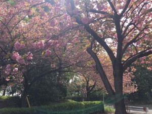 IMG_5953s