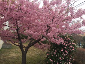IMG_6898s