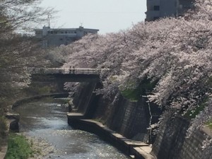 IMG_6992s